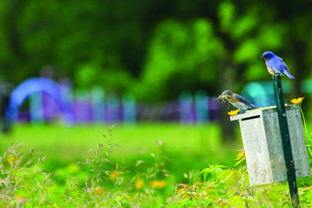 2025 Madison Parks Calendar